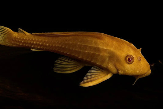 L165 Albino Sailfin Pleco, Pterygoplichthys gibbiceps