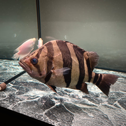 Premium 3-Bar Indonesian Tiger Datnoid (IT), D.microlepis, Adult Size 35cm/13.8in, #RJIT3B30002