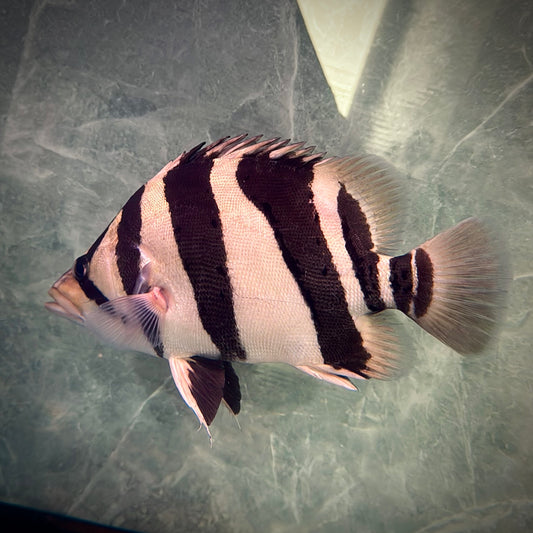 Premium 3-Bar Indonesian Tiger Datnoid (IT), D.microlepis, Adult Size 30cm/12in, #RJIT3B30001