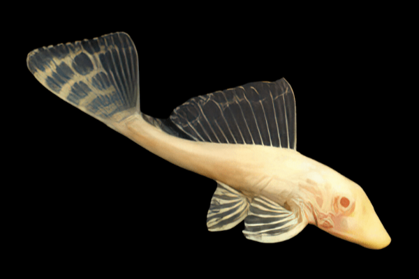 L165 Albino Sailfin Pleco, Pterygoplichthys gibbiceps
