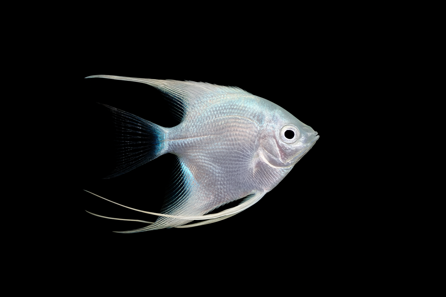 Platinum Angelfish - White Albino Pterophyllum scalare (Red-Eyed Pearl White)