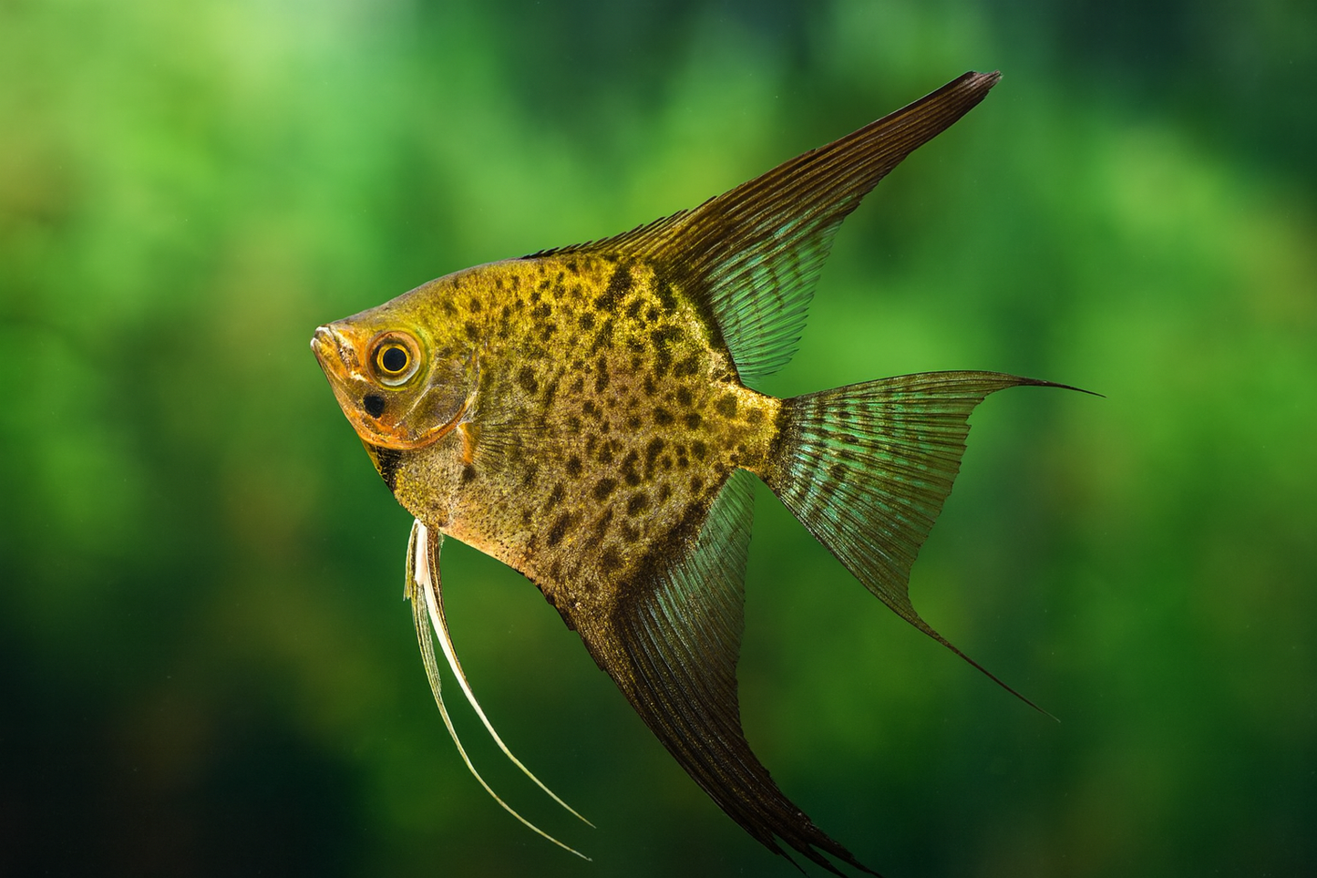 Leopard Angelfish - Spotted Pterophyllum scalare (Rare Dot Pattern)