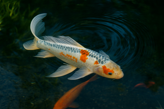 Longfin Shusui Butterfly Koi