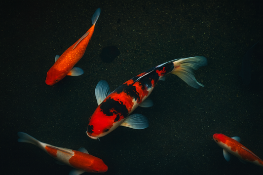 Longfin Showa Butterfly Koi