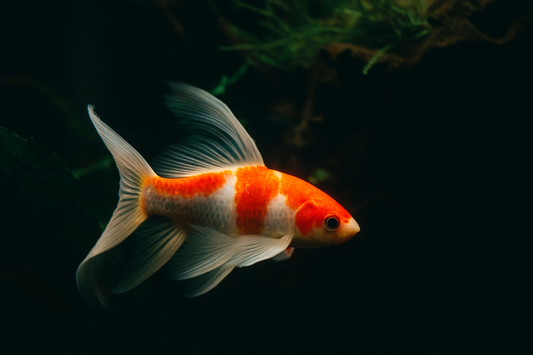 Longfin Kohaku Butterfly Koi