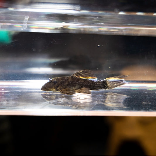 L-380 Cactus Pleco Juvenile – Pseudacanthicus sp. L380