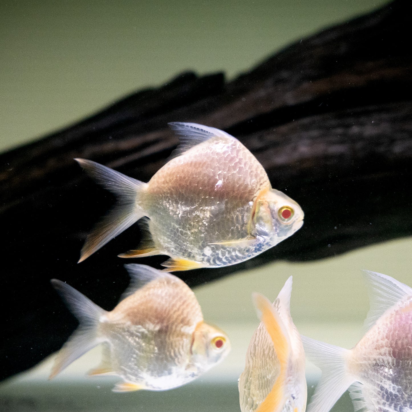 Short Body Albino Tinfoil Barb – Barbonymus schwanenfeldii
