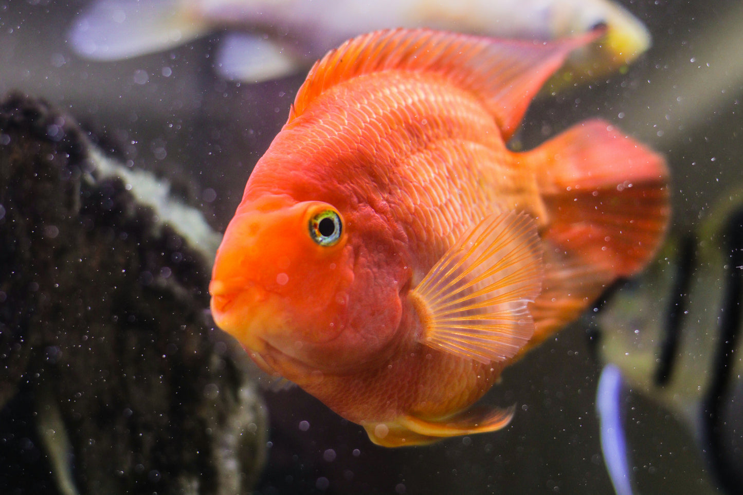 Blood Parrot Cichlid