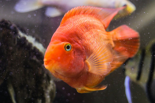 Blood Parrot Cichlid