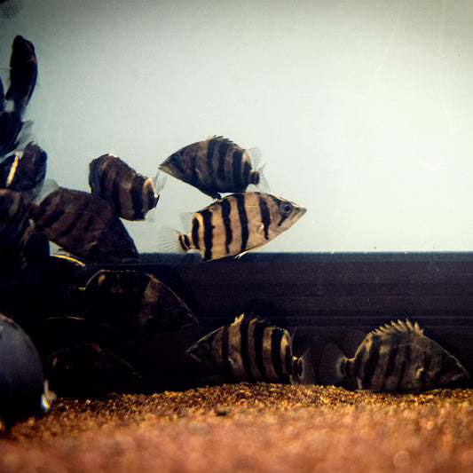 Premium 4-Bar Juvenile Indonesian Tiger Datnoid (IT) – Datnioides microlepis