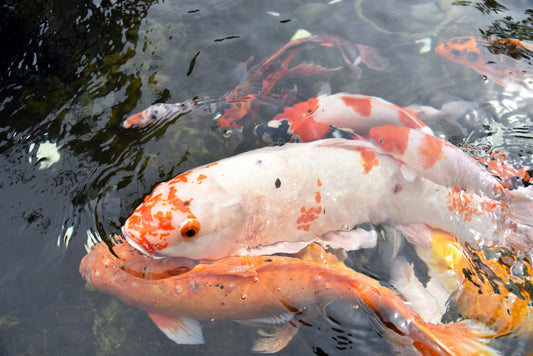 Taisho Sanke Koi 大正三色