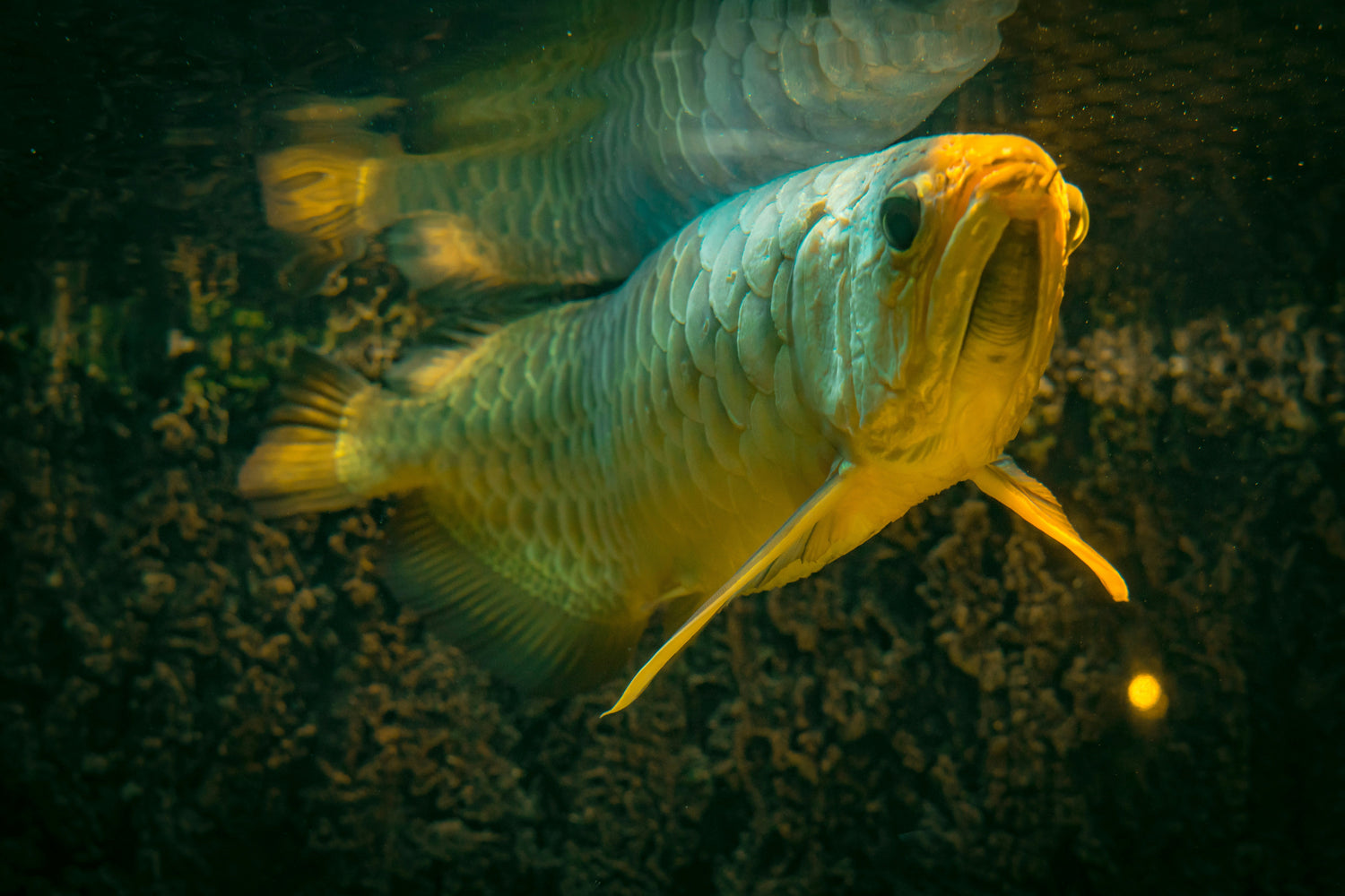 Tropical Fish
