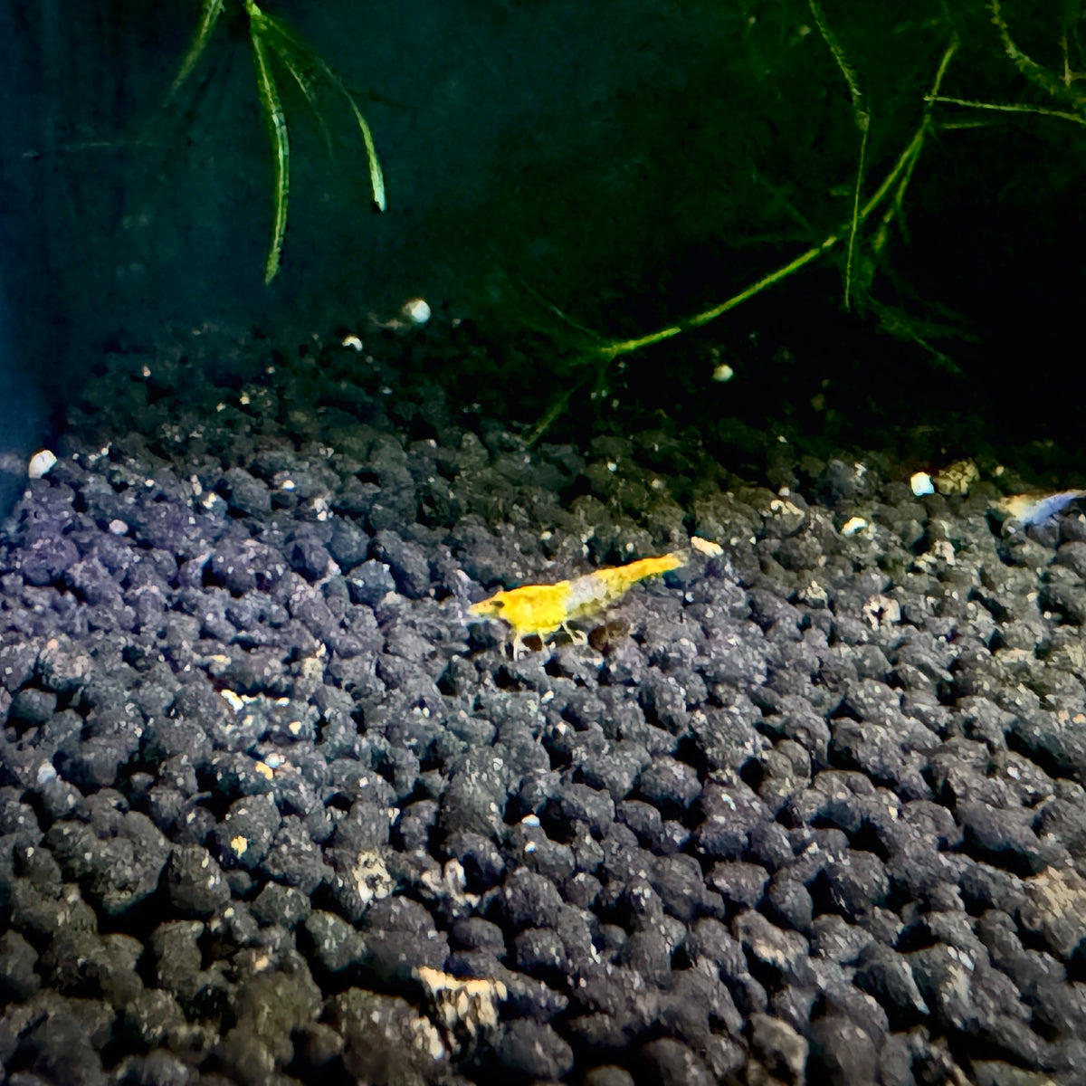 Yellow Neocaridina Shrimp 1cm/0.4in– Neocaridina davidi