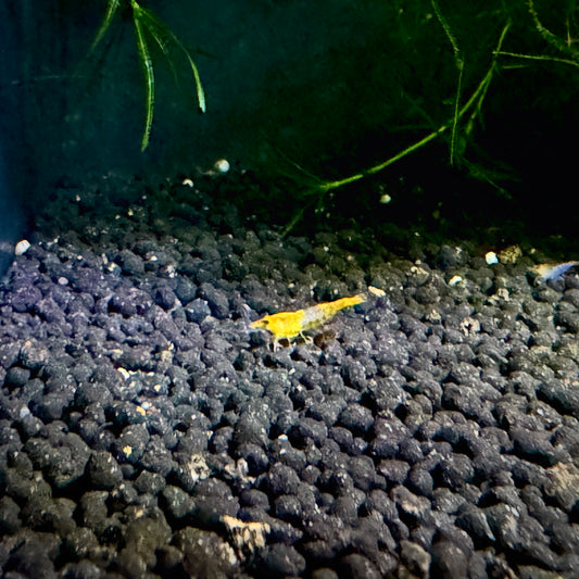 Yellow Neocaridina Shrimp 1cm/0.4in– Neocaridina davidi