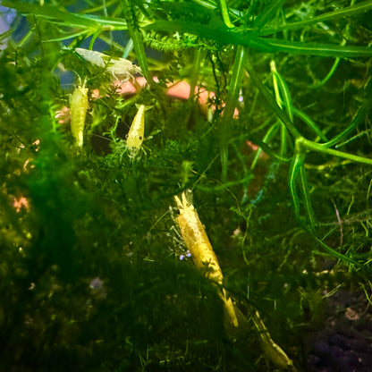 Yellow Neocaridina Shrimp 1cm/0.4in– Neocaridina davidi