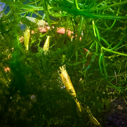 Yellow Neocaridina Shrimp 1cm/0.4in– Neocaridina davidi