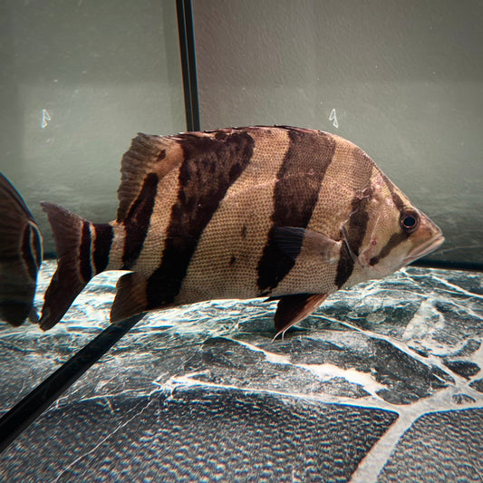 Premium 3-Bar Indonesian Tiger Datnoid (IT), D.microlepis, Adult Size 35cm/13.8in, #RJIT3B30002