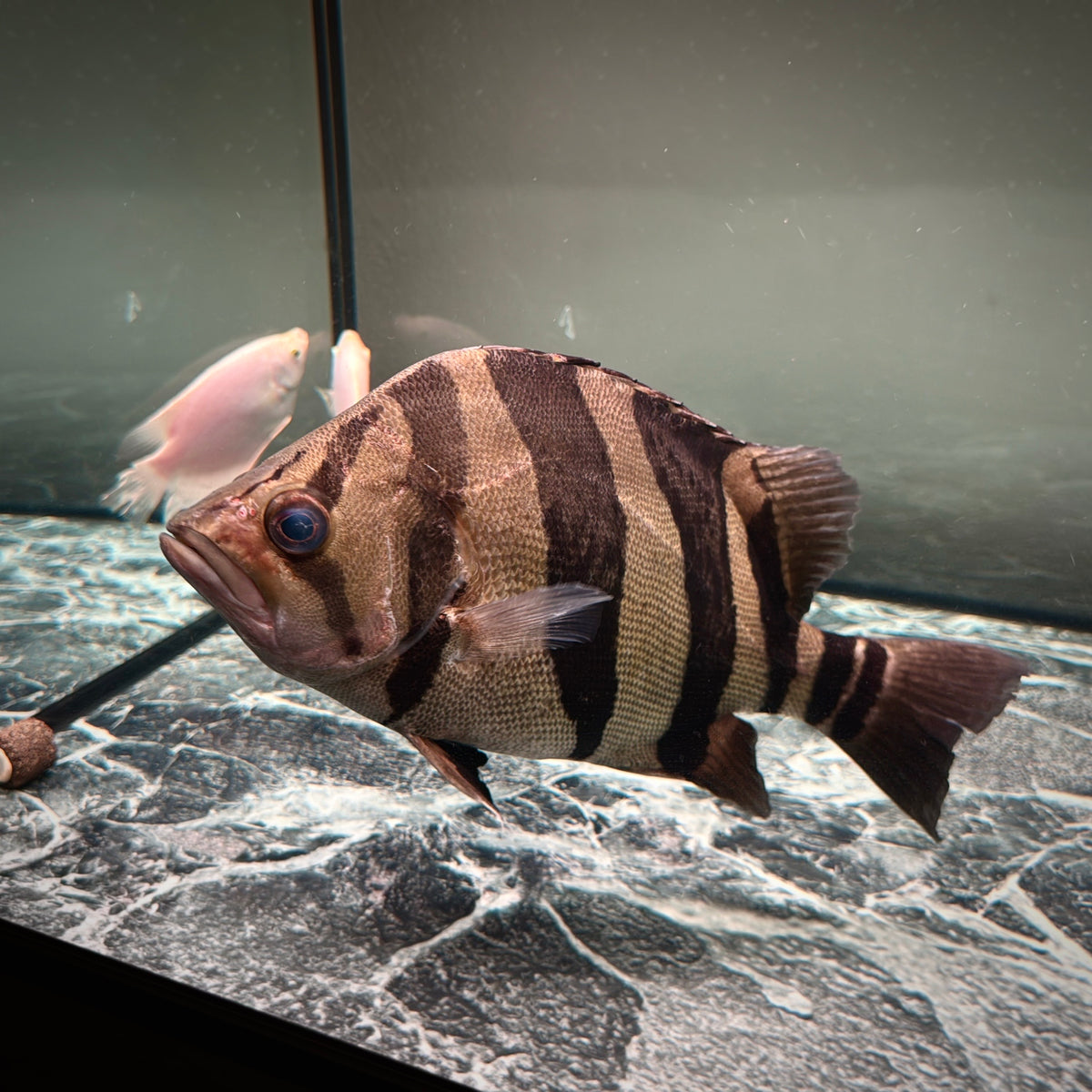Premium 3-Bar Indonesian Tiger Datnoid (IT), D.microlepis, Adult Size 35cm/13.8in, #RJIT3B30002