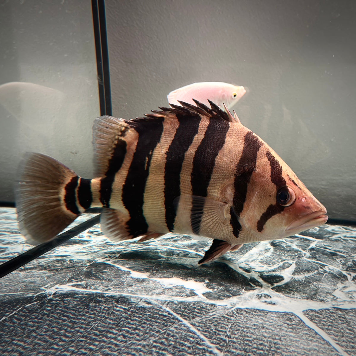 Premium 4-Bar Indonesian Tiger Datnoid (IT), D.microlepis, Adult Size 35cm/13.8in, #RJIT4B30002