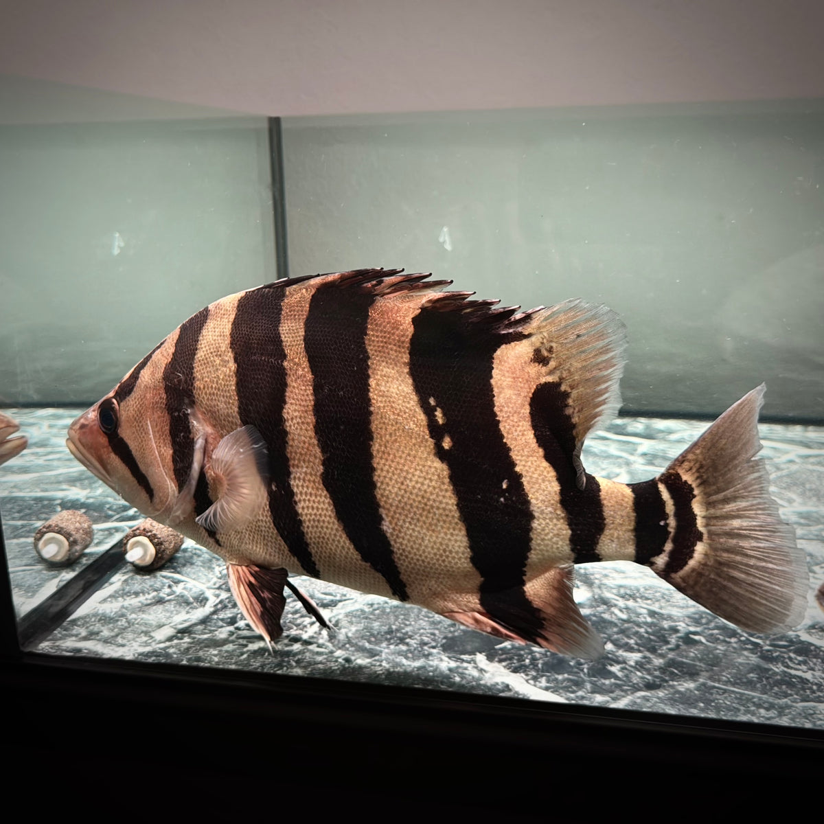 Premium 4-Bar Indonesian Tiger Datnoid (IT), D.microlepis, Adult Size 35cm/13.8in, #RJIT4B30002