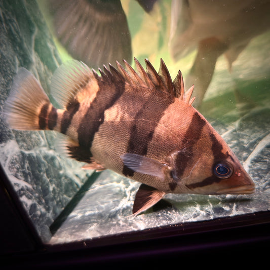 Premium 3-Bar Indonesian Tiger Datnoid (IT), D.microlepis, Medium Size 15cm/6in