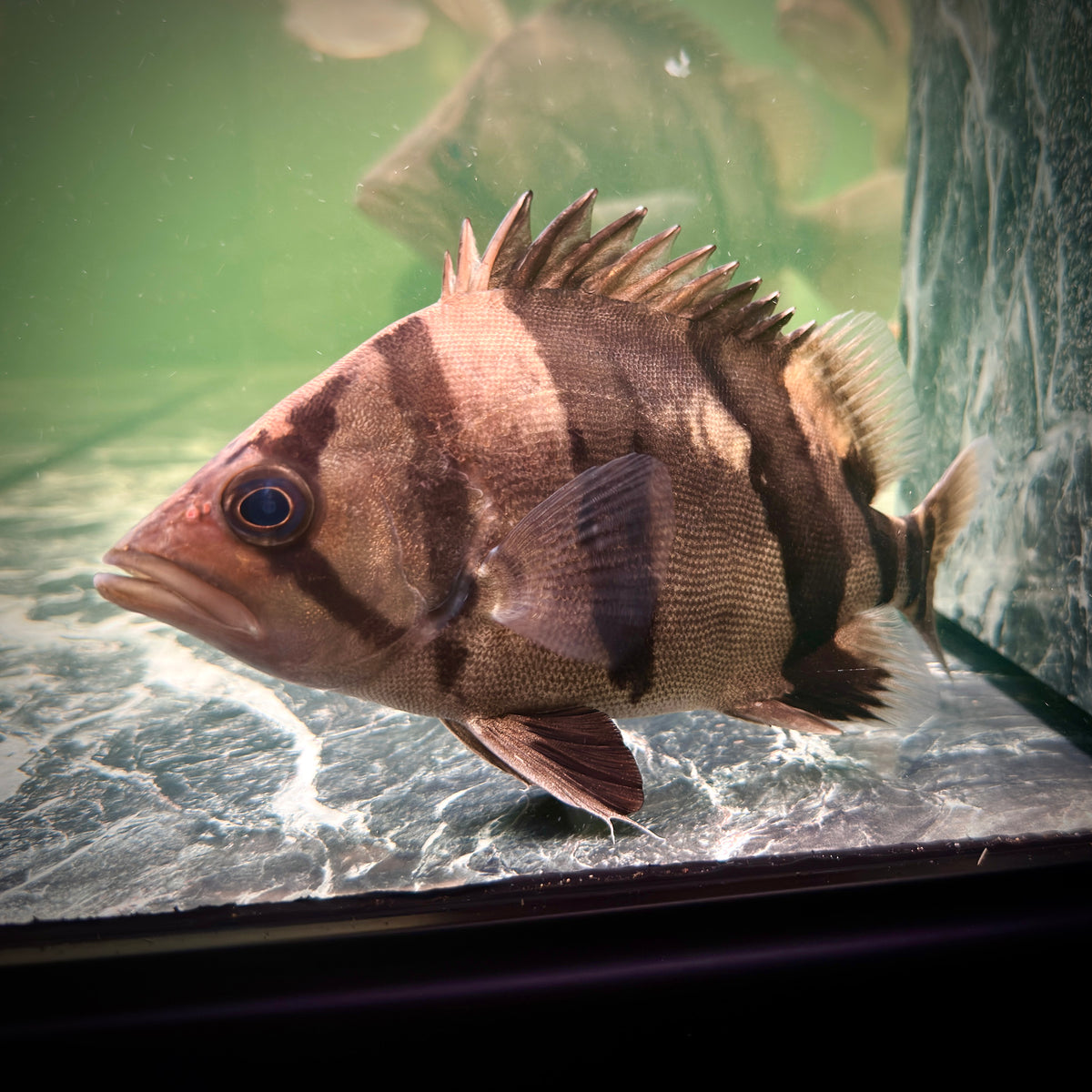 Premium 3-Bar Indonesian Tiger Datnoid (IT), D.microlepis, Medium Size 15cm/6in