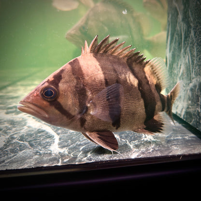 Premium 3-Bar Indonesian Tiger Datnoid (IT), D.microlepis, Medium Size 15cm/6in