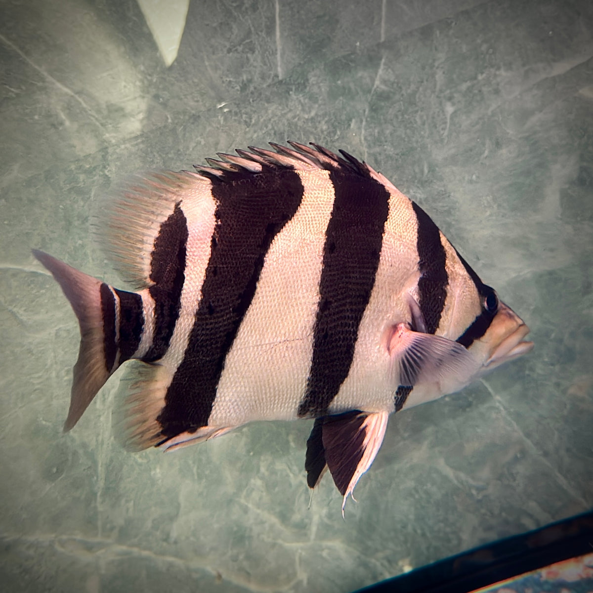 Premium 3-Bar Indonesian Tiger Datnoid (IT), D.microlepis, Adult Size 30cm/12in, #RJIT3B30001