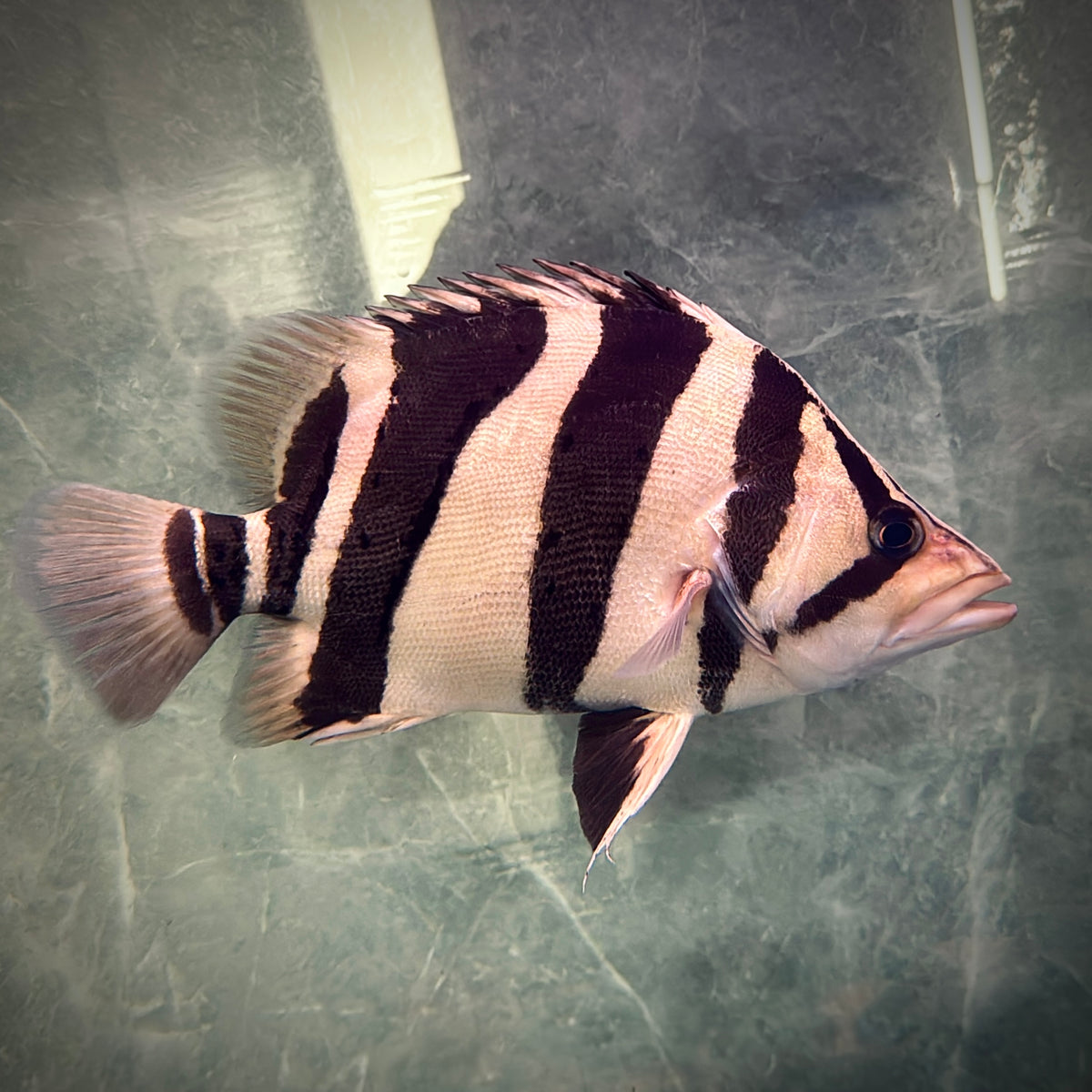 Premium 3-Bar Indonesian Tiger Datnoid (IT), D.microlepis, Adult Size 30cm/12in, #RJIT3B30001