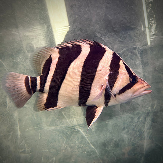 Premium 3-Bar Indonesian Tiger Datnoid (IT), D.microlepis, Adult Size 30cm/12in, #RJIT3B30001