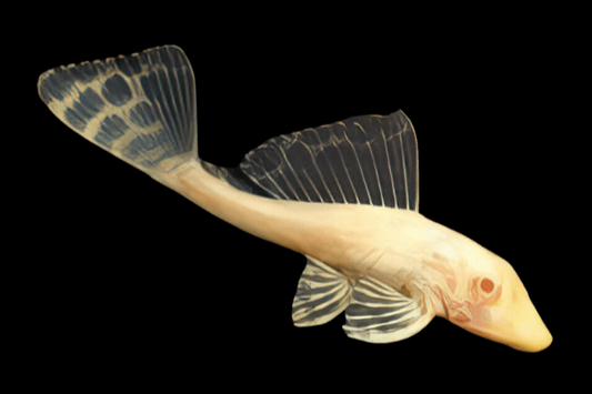 L165 Albino Sailfin Pleco, Pterygoplichthys gibbiceps