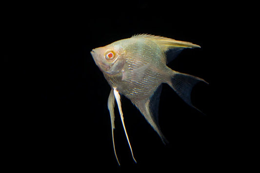 Angelfish, Pterophyllum
