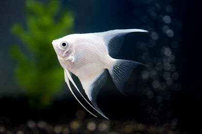 Platinum Angelfish - White Albino Pterophyllum scalare (Red-Eyed Pearl White)