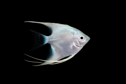 Platinum Angelfish - White Albino Pterophyllum scalare (Red-Eyed Pearl White)