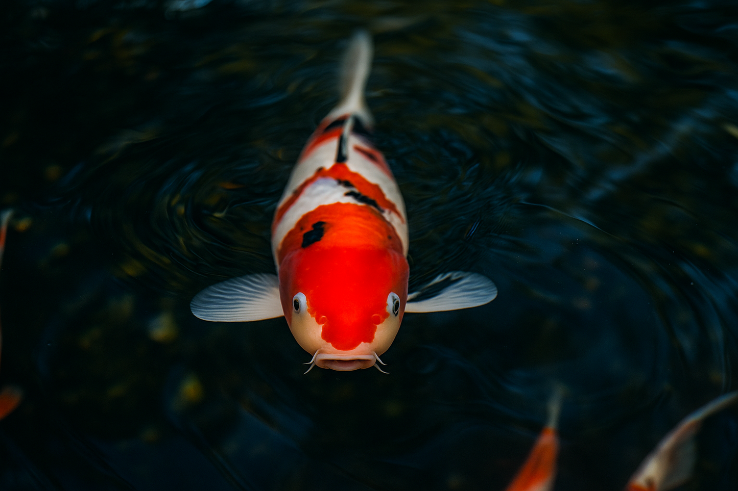 Taisho Sanke Koi 大正三色