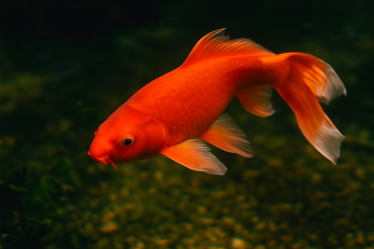 Benigoi Koi 紅鯉