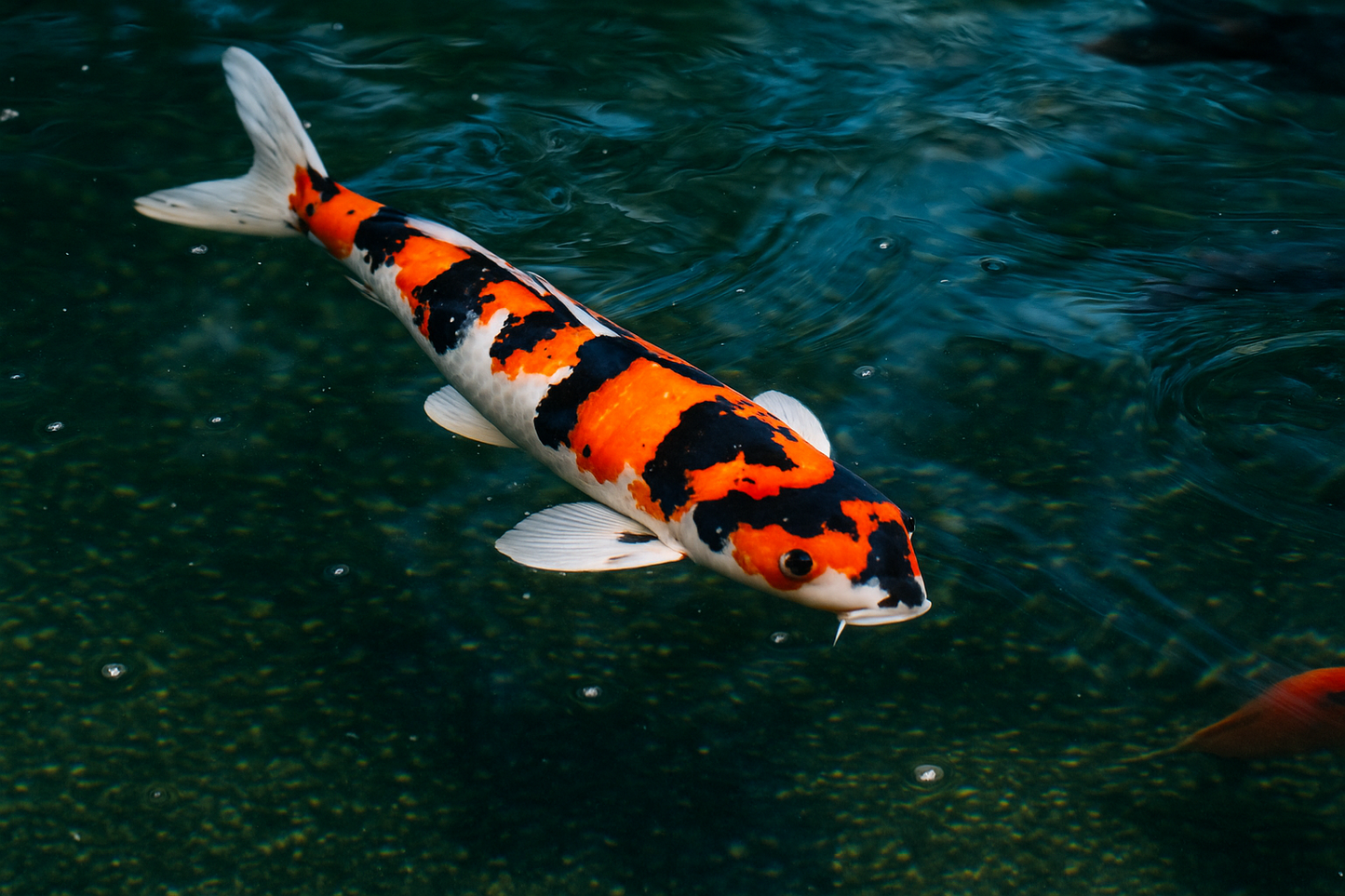 Showa Sanke Koi 昭和三色