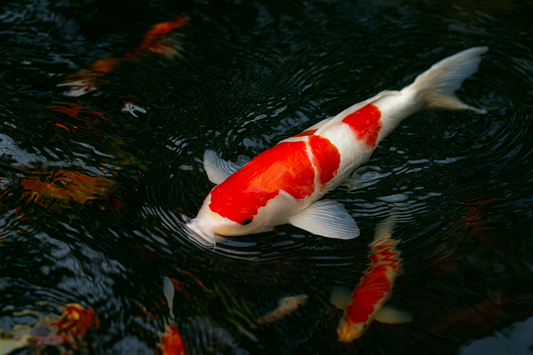 Kohaku Koi 紅白/こはく