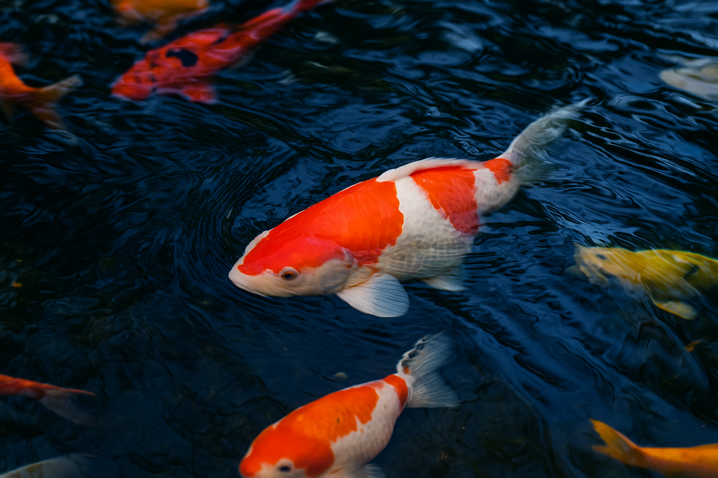 Kohaku Koi 紅白/こはく