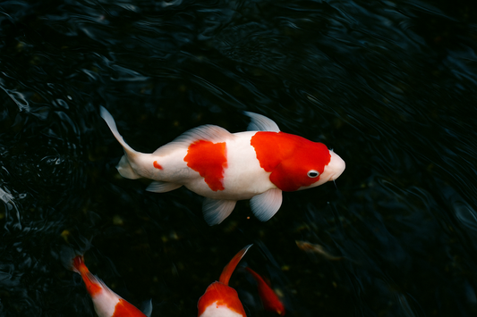 Kohaku Koi 紅白/こはく