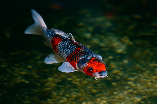 Goshiki Koi
