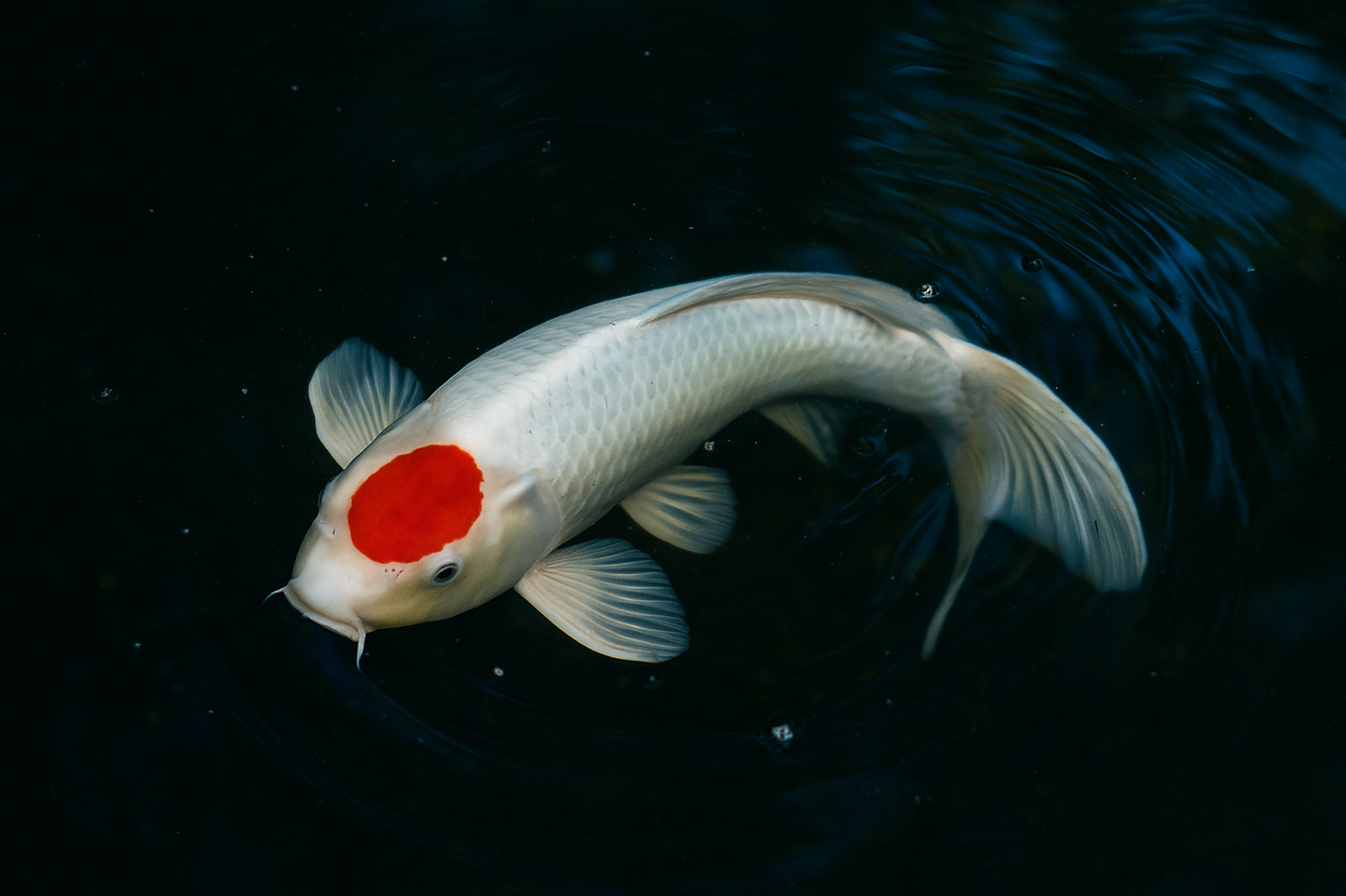 Tancho Koi