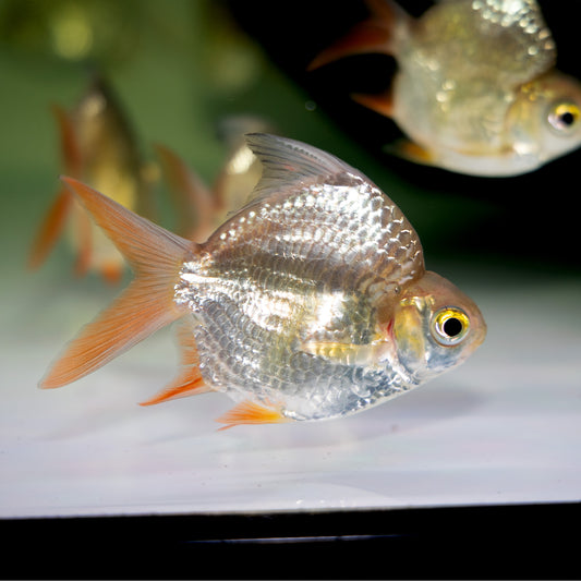 High Body Tinfoil Barb – Barbonymus schwanenfeldii