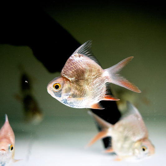 High Body Tinfoil Barb – Barbonymus schwanenfeldii