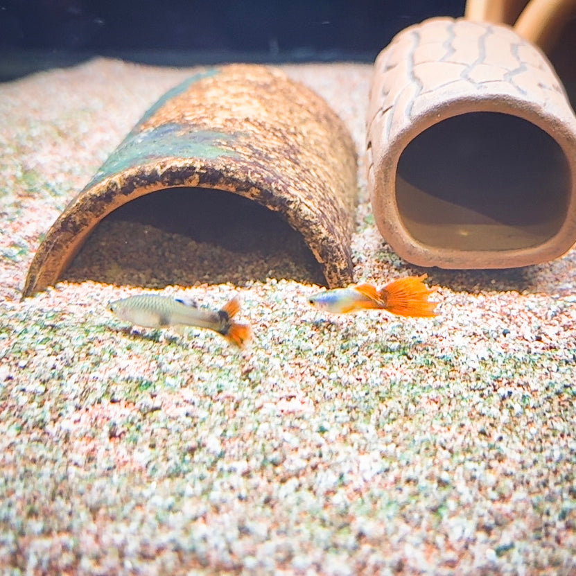 Japan Blue Red Tail Guppy – Poecilia reticulata