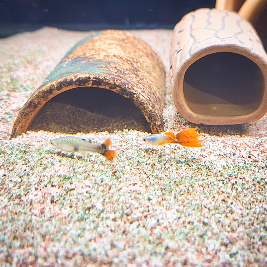 Japan Blue Red Tail Guppy – Poecilia reticulata