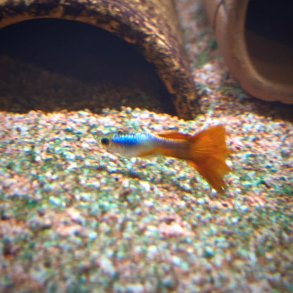 Japan Blue Red Tail Guppy – Poecilia reticulata