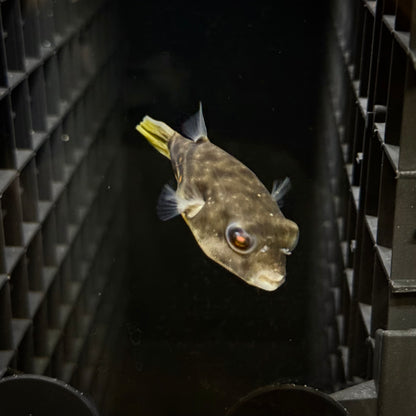 Cross River Red Spot Puffer – Tetraodon pustulatus, 3IN
