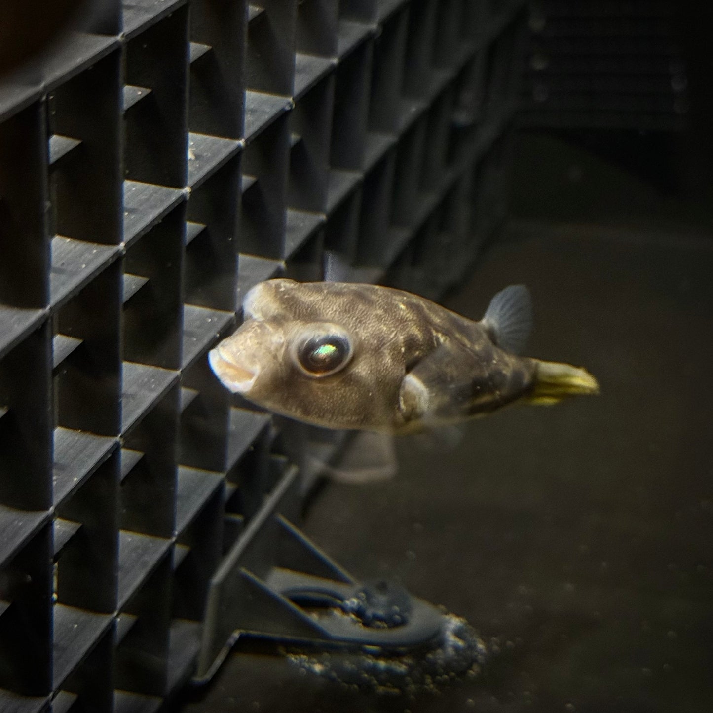 Cross River Red Spot Puffer – Tetraodon pustulatus, 3IN