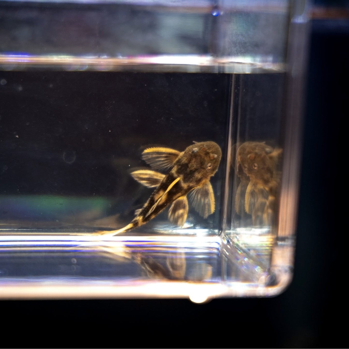 L-025 Scarlet Cactus Pleco Juvenile – Pseudacanthicus Pirarara
